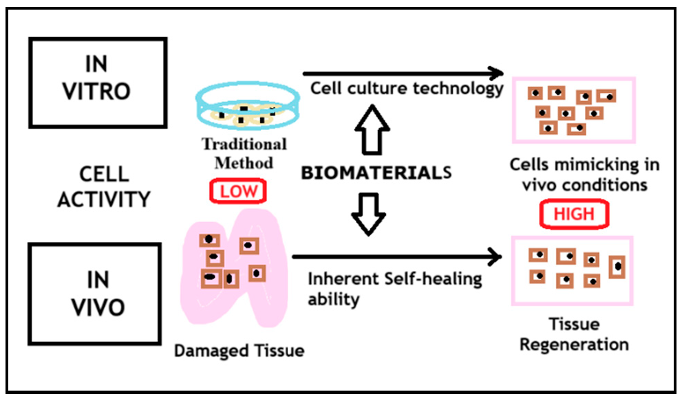 Figure 1: This figure illustrates how biomaterials enhance cell activity in regenerative medicine. In in vitro research, they improve traditional culture conditions by mimicking in vivo environments. In in vivo therapy, biomaterials aid cell seeding in damaged tissues, promoting regeneration [9,10]. Courtesy of Murthy et  al., ijrpr, October 2023. Created using MS Paint.