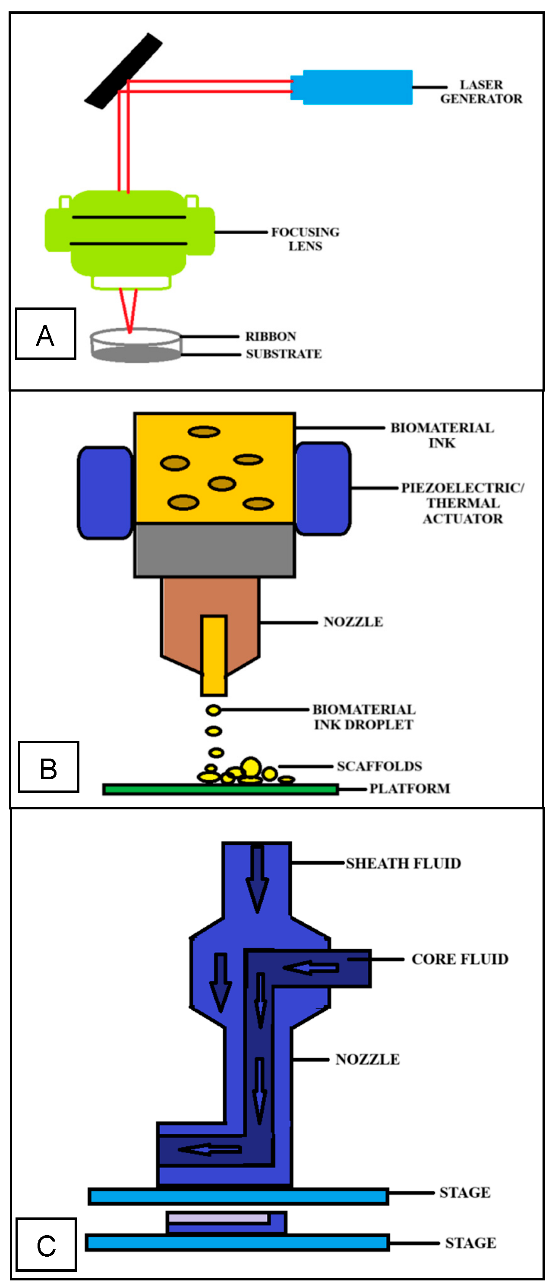 Figure 3: Schematic figures of 3D bioprinting modalities (A) Laser-assisted bioprinting [46], (B) Inkjet-based bioprinting [47] (C) Coaxial bioprinting [24]. Created using MS Paint.
