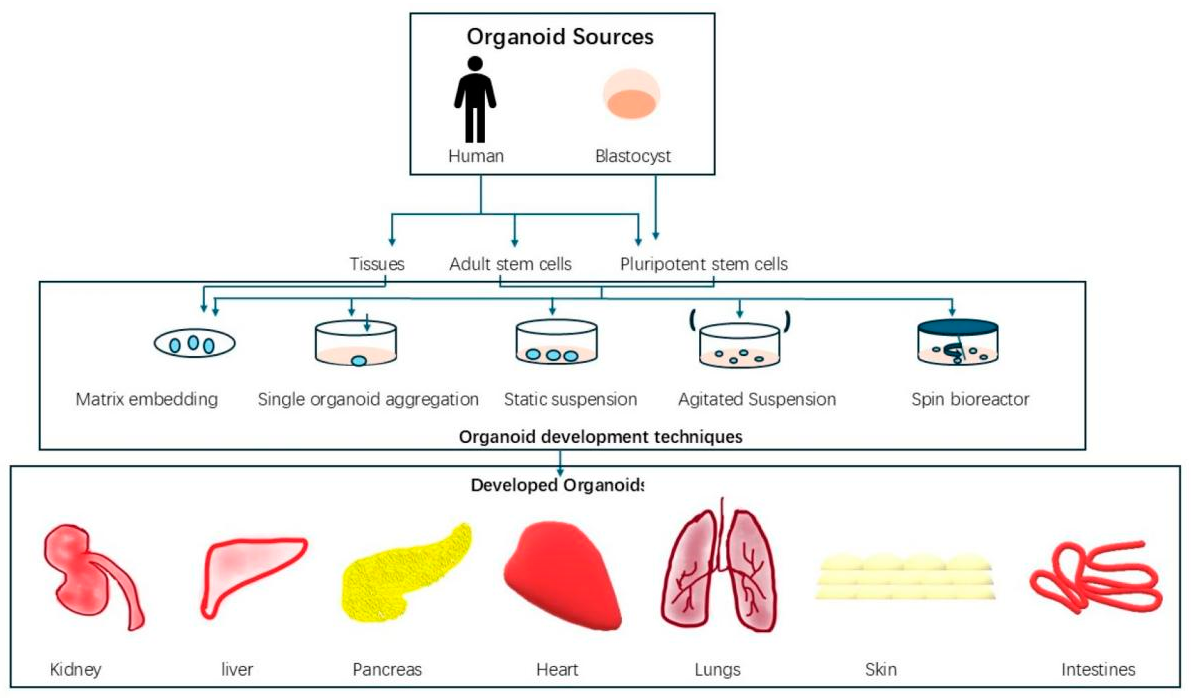 Figure 5: Summary of Human Organoid Development. Created using MS Paint.