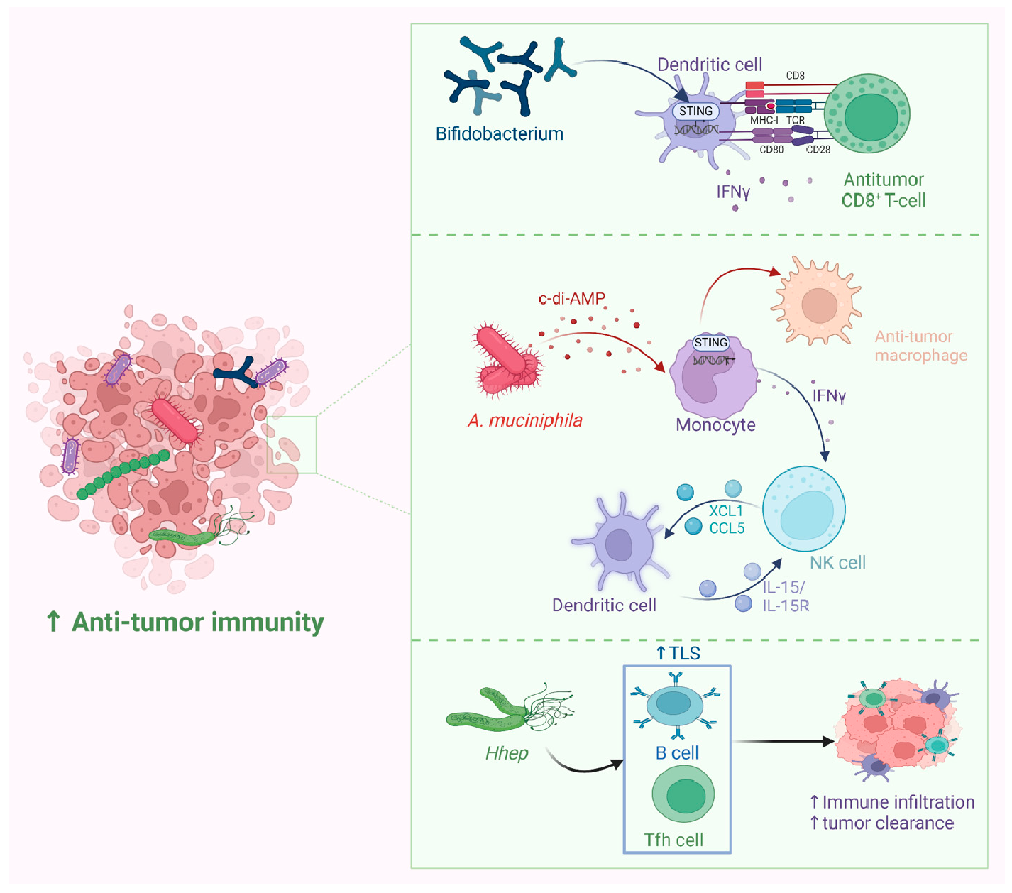 Figure 1: <p><strong>Mechanisms of Antitumor Activity Mediated by Tumor-Resident Microbes.</strong> Anti-tumorigenic microbes enhance the host&rsquo;s anti-tumor immunity, thereby improving the outcomes of immunotherapies. Intratumor microbiome, such as <em>Bifidobacterium,</em> accumulates within the tumor and enhances the response to anti-CD47 immunotherapy. Upon detection of <em>Bifidobacterium</em> by dendritic cells, the stimulator of interferon genes (STING) pathway is activated, increasing type I IFN signaling. Moreover, the activation of dendritic cells leads to the upregulation of antitumor CD8<sup>+</sup> T-cells. Similarly, <em>A. muciniphila</em> secretes a STING agonist, c-di-AMP, in monocytes. c-di-AMP contributes to the polarization of macrophages and triggers the intratumoral IFN&gamma;-NK cell-DC axis through cytokines. Colonization of <em>Helicobacter hepaticus</em> (<em>Hhep</em>) in colorectal tumors induces Hhep-specific T follicular helper (Tfh) cells and supports the development of peritumoral tertiary lymphoid structures (TLSs), which boost immune infiltration and enhance anti-tumor immunity in the colon.</p>
