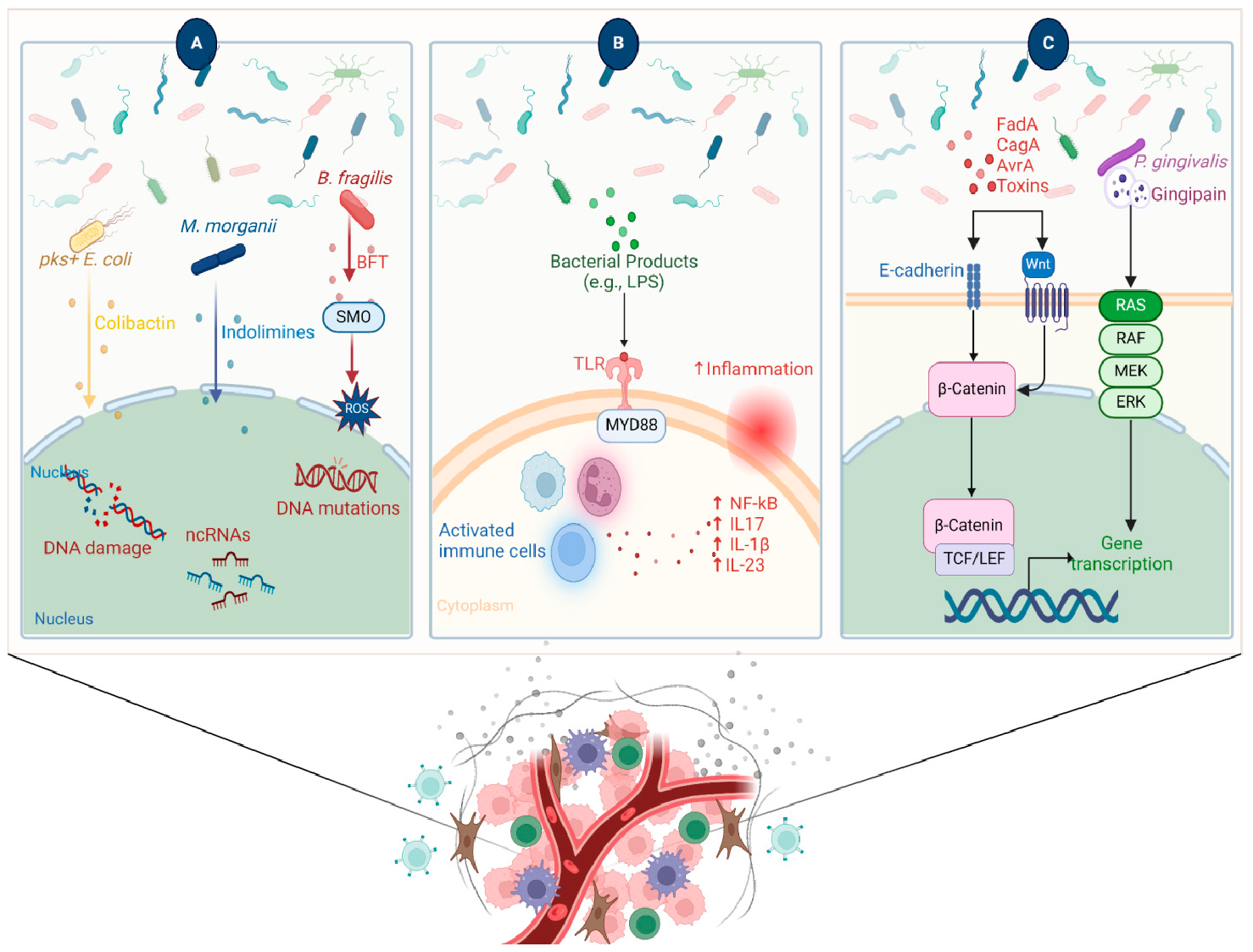 Figure 2: <p><strong>Main Strategies Adopted by Microbiome to Develop Cancer.</strong> (<strong>A</strong>) Microbial metabolites have a genotoxic effect that leads to cancer development. Polyketide synthase-expressing strain of <em>E. coli</em> (pks+ <em>E. coli</em>) and <em>M. morganii</em> secrete toxins such as colibactin and indolamines, respectively. These toxins directly induce DNA damage, cause mutations, or alter the levels of non-coding RNAs (ncRNAs) upon reaching the genetic material of the cell. Additionally, <em>B</em>. <em>fragilis</em> upregulates the expression of spermine oxidase (SMO), which increases the levels of reactive oxygen species (ROS) within the cell and further contributes to DNA impairment. (<strong>B</strong>) Sustained inflammation is a known risk for cancer. Microbiota-derived components and products, such as lipopolysaccharide, are recognized by pattern recognition receptors such as toll-like receptors (TLRs). This detection stimulates inflammatory pathways, activates various immune cells, and elevates the production of pro-inflammatory cytokines. (<strong>C</strong>) Microbiomes interfere with host pathways involved in carcinogenesis through the secretion of proteins and toxins. The activation of &beta;-catenin signaling through E-cadherin or Wnt can modulate the transcription of genes responsible for oncogenesis, immunity, and inflammation. Moreover, <em>P. gingivalis</em> secretes protease virulence factors called gingipains, which activate mitogen-activated protein kinase (MAPK) signaling, also known as the Ras-Raf-MEK-ERK pathway. This cascade is involved in cell proliferation and survival.</p>

