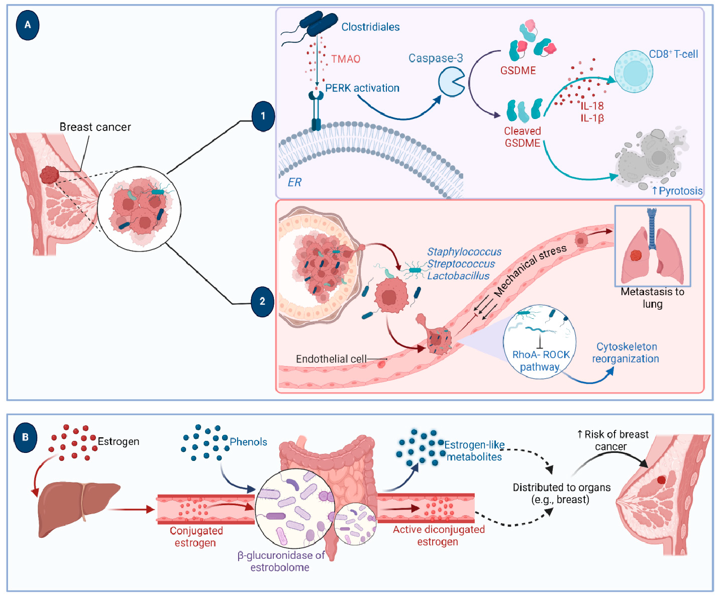 Figure 3: <p><strong>Mechanistic insights on the role of intratumor and gut microbiome in breast cancer.</strong> (<strong>A</strong>) A distinct microbiome has been found within the breast cancer samples. These species can initiate an anti-tumor activity or, in contrast, promote metastasis and growth of the tumor. (1) <em>Clostridiales-related</em> genera secrete trimethylamine N-oxide (TMAO). This metabolite activates the endoplasmic reticulum stress kinase PERK, which activates caspase 3, which mediates the cleavage of GSDME. Cleaved GSDME mediates anti-tumor immunity by initiating pyroptosis and activating CD8<sup>+</sup> T-cells through secreting cytokines such as IL-18 and IL-1&beta;. (2) To the contrary, other intratumor microbiota, such as <em>Staphylococcus, Streptococcus,</em> and <em>Lactobacillus,</em> promote metastasis by augmenting resistance to fluid shear stress through reorganizing the actin cytoskeleton. This occurs through inhibiting the RhoA-ROCK pathway, the main cascade responsible for cellular cytoskeleton dynamics. (<strong>B</strong>) The gut microbiome plays a crucial role in terms of breast cancer. After the conjugation of blood circulating estrogen by the liver, the gut &lsquo;estrobolome&rsquo; reactivates the conjugated estrogen via microbial &beta;-glucuronidase. Moreover, the gut microbiome produces estrogen-like compounds from dietary phenols. These events contribute to a disturbance in estrogen hormone levels in the body and lead to a higher risk of breast cancer.</p>
