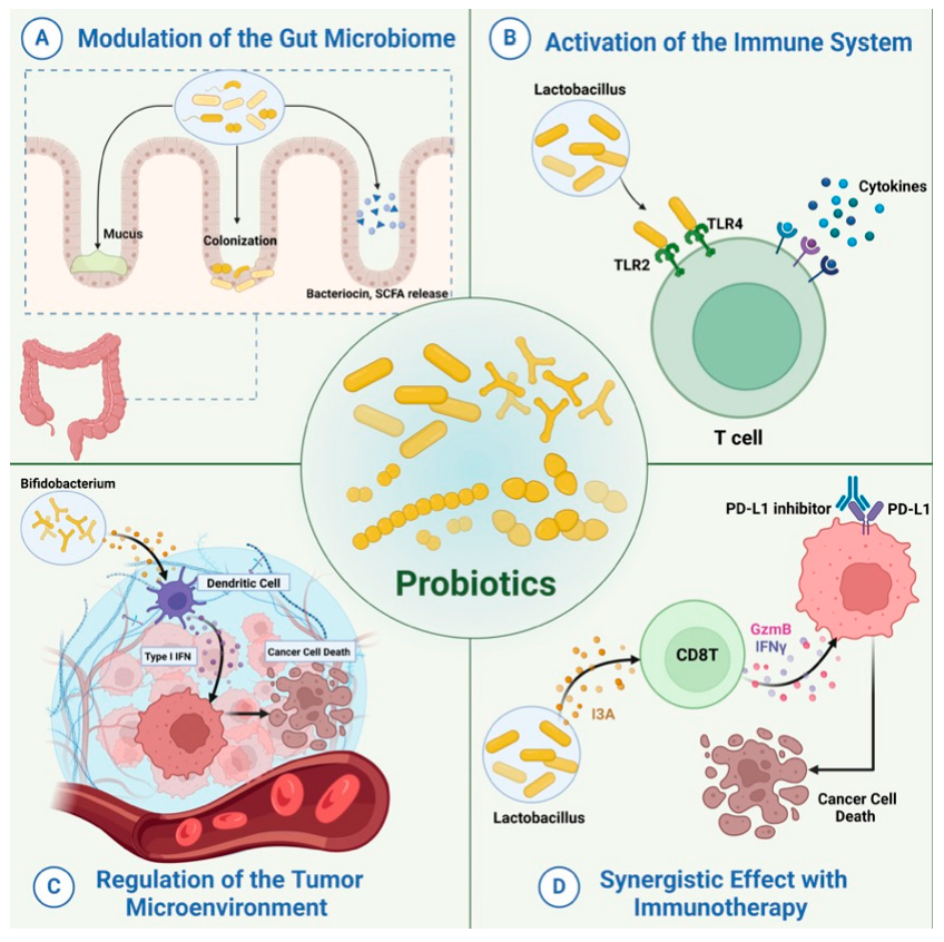 Figure 8: <p><strong>Impact of probiotics on cancer therapy</strong>. (<strong>A</strong>) Probiotics modify gut microbiome composition and diversity. Additionally, it helps reestablish the gut microbiome balance disturbed in cancer patients. (<strong>B</strong>) Probiotics can activate different types of immune cells and stimulate the production of cytokines and chemokines. (<strong>C</strong>) Probiotics can affect the tumor microenvironment by interacting with the gut-tumor axis and reconfiguring the metabolic and immunological landscape of TME to suppress tumor progression. (<strong>D</strong>) Probiotics enhance the response and durability of tumor immunotherapies in various cancers.</p>

