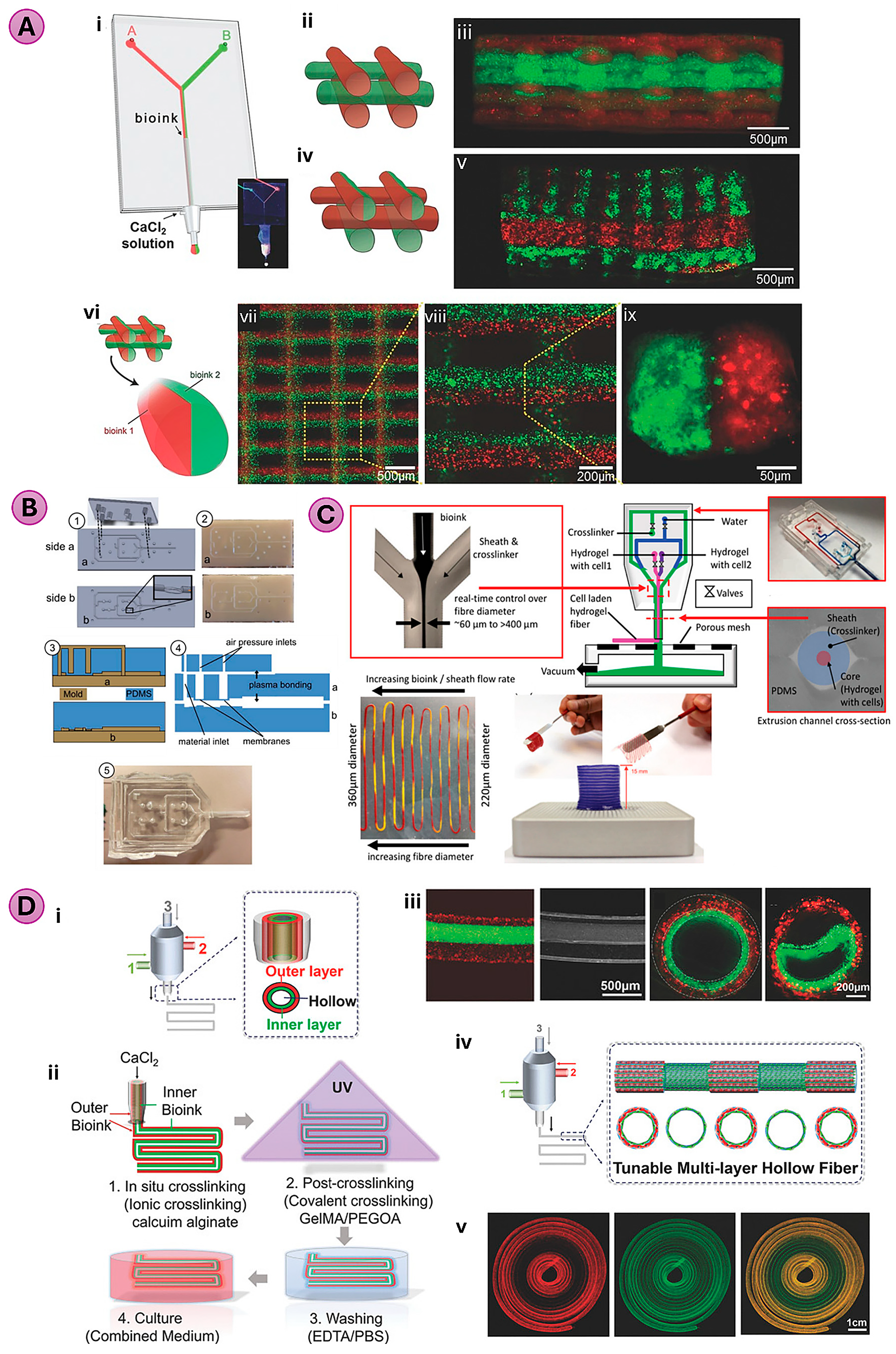 Figure 3: Microfluidics enabled co-axial bioprinting. (A) “Y”-shaped channel microfluidic chip connected to a coaxial nozzle (i) enabling, alternate deposition (ii,iii), alternate/simultaneous deposition (iv,v), and simultaneous (vi–ix) hydrogel deposition. Image reproduced with permission from [37]. (B) Fabrication of microfluidic printhead using plasma bonded complimentary PDMS halves. The nozzle has a valve membrane and a raised bowl-shaped feature to reduce actuation pressure. Image from [38] (C) Schematic of a two-material flow focusing co-axial microfluidic printhead with on-the-fly material switching enabling hydrogel fibers with diameters ranging from approximately 60 to over 400 µm. The porous mesh and vacuum allow for the removal of excessive crosslinker. Image reproduced with permission [41]. (D) Schematic of multichannel coaxial extrusion system (i) and corresponding bioprinting process with CaCl2 and photocrosslinking (ii). Representative longitudinal and cross-sectional image of double-layered perfusable hollow tube with intentional separation also shown (iii). Regular switching between single and double layer (iv) and florescence imaging of the fabricated construct (v). Image reproduced with permission from [42].
