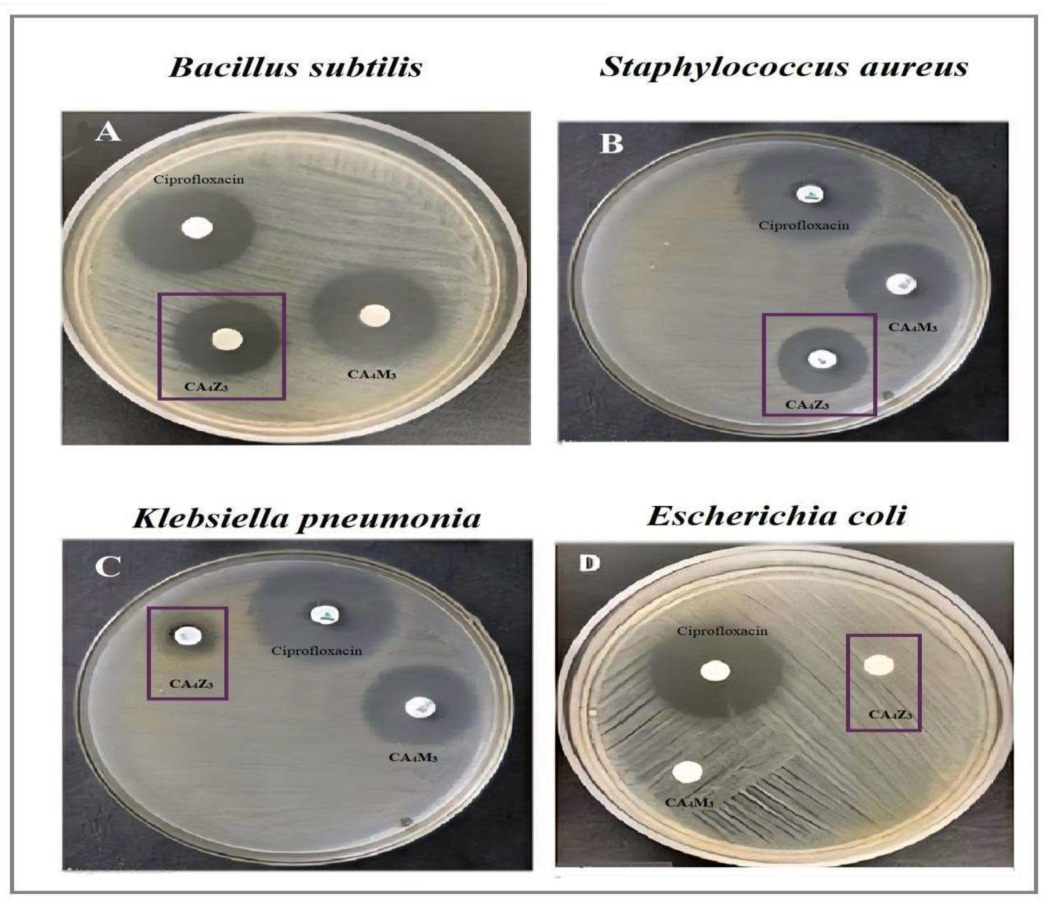 Figure 8: <p>Antibacterial activity of CA<sub>4</sub>Z<sub>3</sub> nanocomposite hydrogels.</p>