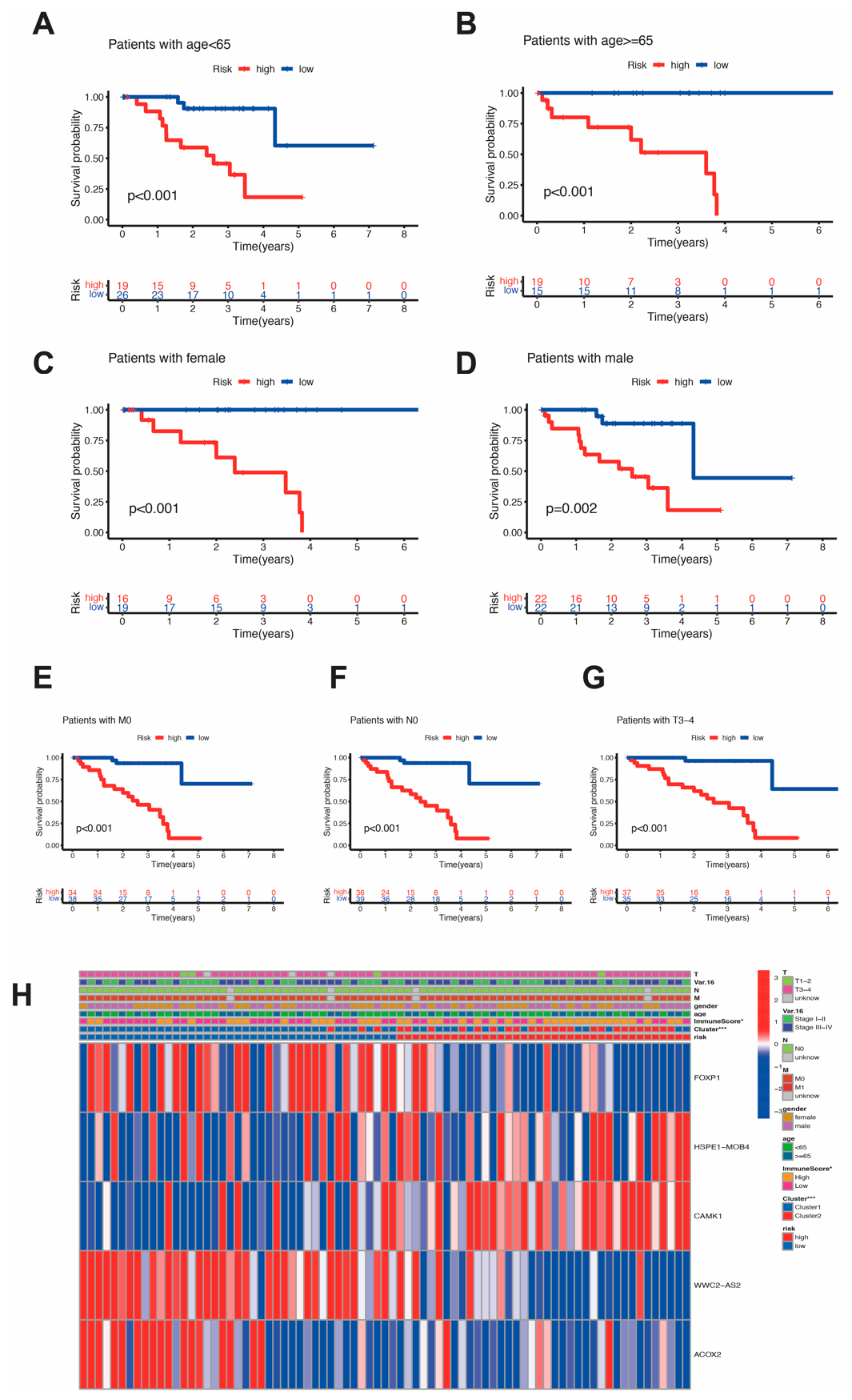 Figure 6: Relationship between the OS and clinical features. (A&ndash;G) Relationship between the OS and age, gender, M stage, N stage and T stage. (H) Different expression of prognostic genes in different clusters and above clinical features.
