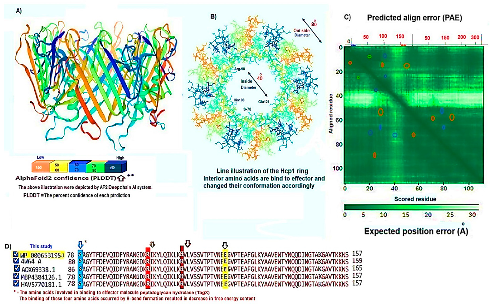 Figure 1: (A) The cartoon representation of the three-dimensional model of the Hcp1 homohexamer of the A. baumannii, generated using the AlphaFold2 server. The structure features interconnected &beta;-sheets, which are accentuated by small loops, alongside short &alpha;-helices that alternate with the &beta;-sheets, resulting in a donut-shaped configuration. The &beta;-sheets are arranged in an antiparallel orientation. The effector molecule is illustrated as a black ring located at the center of the pore. The model&rsquo;s reliability is indicated by a high predicted local distance difference test (PLDDT) score exceeding 90 (PLDDT > 90). (B) A line model representation of the Hcp1 ring, highlighting the amino acids involved in docking with the effector molecule. The molecular dynamic model, derived from AlphaFold2, has been validated by ExPASy Swiss-Prot and is based on the A. baumannii 4w64.3 template. (C) The predicted alignment error (PAE) measured in Angstroms for the Hcp1 monomer discussed in this analysis was calculated using a modified Kabsch algorithm in conjunction with the deep learning-based RoseTTAFold program. The resulting plot illustrates a prominent peak of error at residue 50. (D) Multiple amino acid sequence alignments (MSAs) for four closely related strains of A. baumannii, showcasing the highest identity within the consensus sequence, were executed with Clustal Omega (www.clustal.org). The amino acids implicated in binding to the effector molecule are highlighted with colored arrows.