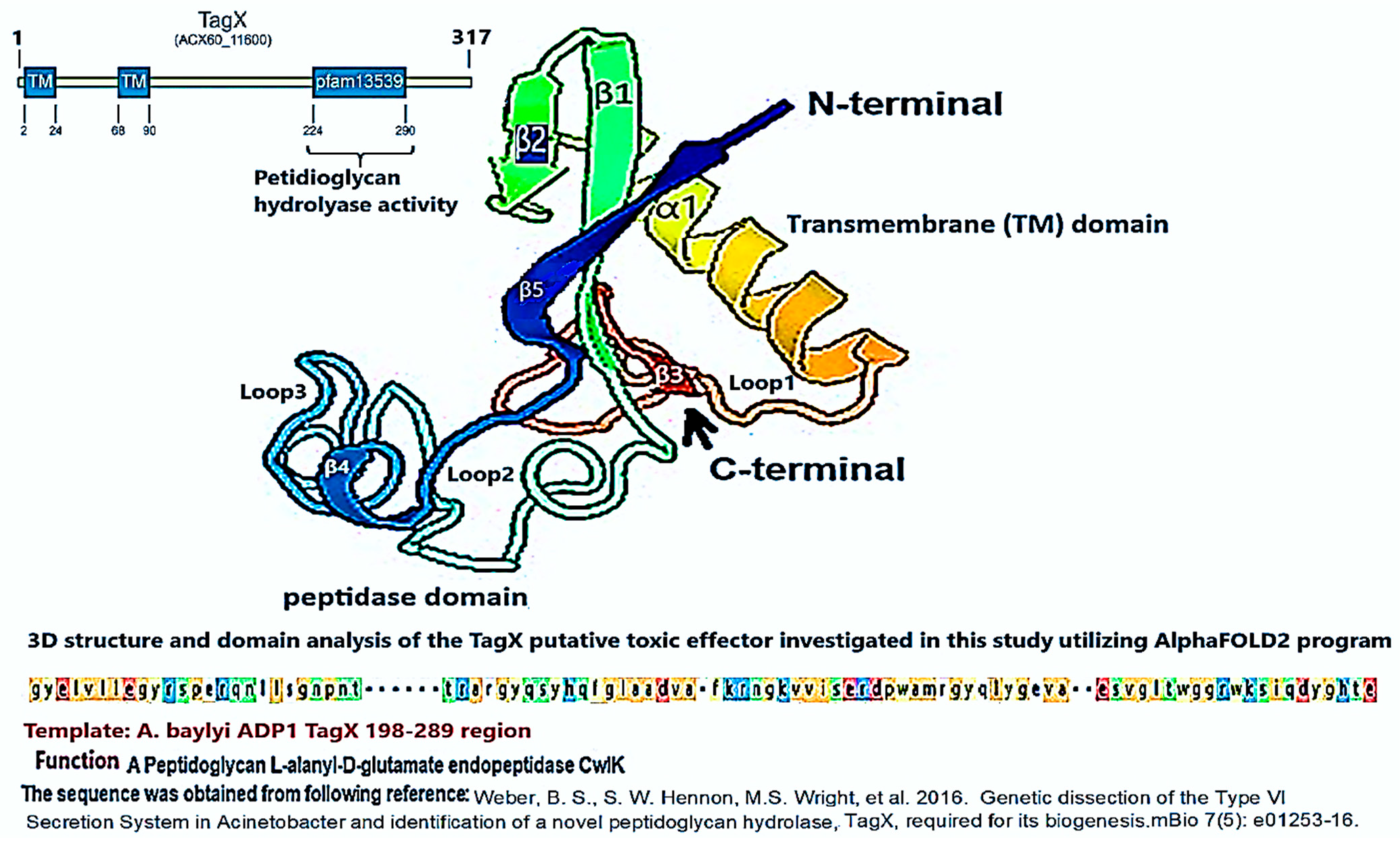 Figure 3: The schematic representation and amino acid composition, and residues of the primary domains of TagX peptidoglycan hydrolyase (pfam13539) are outlined. The structure feature contains an &alpha;-helix that functions as a transmembrane domain, which is linked to four &beta;-sheet barrels via multiple loops. The &beta;-sheets are responsible for the endopeptidase activity observed in this enzyme. Notably, the &beta;3 sheet is located at the C-terminal end of the protein. The structural model of this toxin was developed using AlphaFold2, with A. baylyi ADP1 serving as the template organism. The model alignment demonstrated a pLDDT value of 90 or higher. The amino acid sequence for the TagX effector was sourced from the work of Weber et al. (2016) [18].