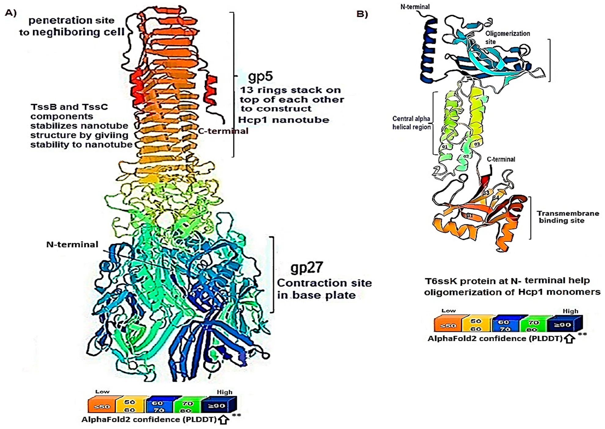 Figure 5: The whole structure of the Hcp1 oligomer in A. baumannii is depicted in this study by the alfafold2 software. (A) The schematic representation of the Hcp1 tail/tube complexes in A. baumannii; (i) domain-1 features at the C-terminal of VgrG1 (gp5) functioning as needle, attached to the upper part of Hcp1 (ii) domain-2 comprises 1,3 homohexamers stacked on each other to form of 600 nm tubule&rsquo;s contractile structure, the T6ssB/C proteins play role in stability of Hcp1 oligomer, h (iii) The depicted structure Domain-3 consisting of VgrG1 (27) contractile sheath attached noncovalently to base plate. (B) The schematic representation of the T6ssK protein N-terminal domain consists of amino acid residues required for Hcp1 oligomerization. ** indicate the result is highly accurate with pLDDT&ge;90.