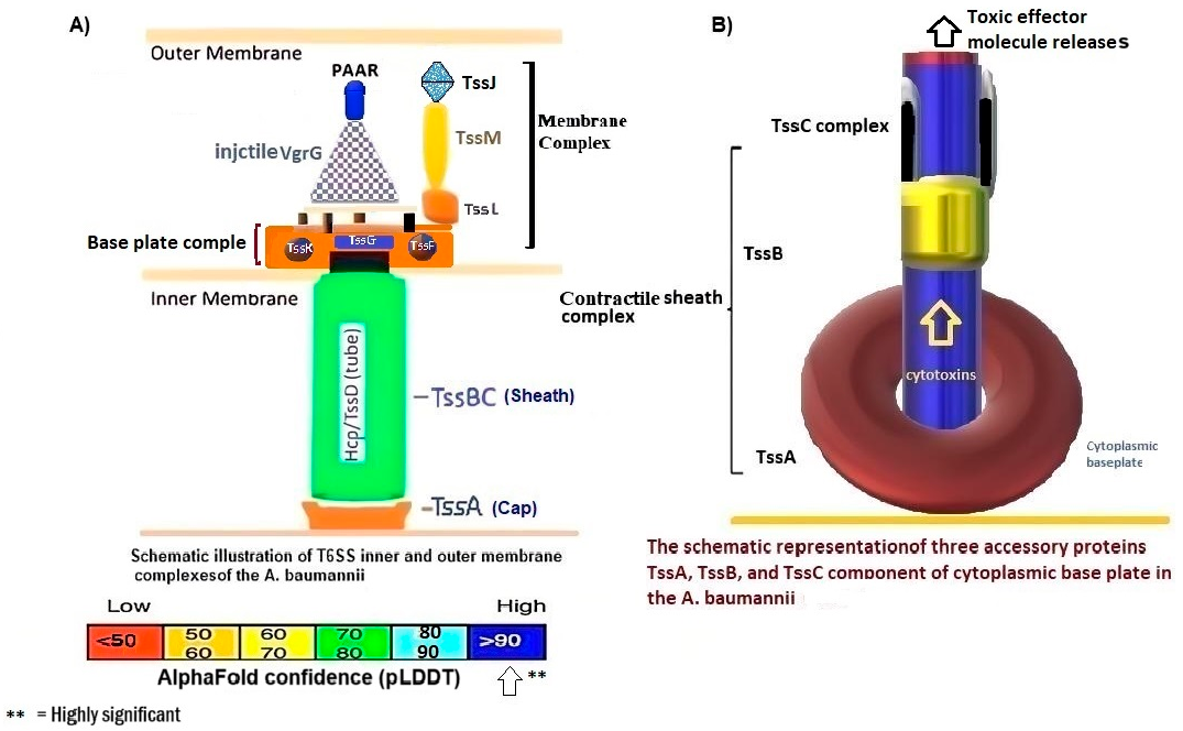Figure 6: This figure illustrates the comprehensive architecture of the type VI secretion system (T6SS) in A. baumannii through an artificial intelligence system using both neural deep learning and DeepMind methodology. (A) The overall configuration of the T6SS in A. baumannii reveals that the inner membrane complex comprises a baseplate formed by the proteins TssK, TssF, TssG, and TssE. Additionally, the Hcp1 tail/tube complex connected to VrgG1(gp27) at the baseplate to the periplasmic space serves as a pivotal element of the T6SS, playing a crucial role in the delivery of effector molecules to target cells. The base plate is anchored to the outer membrane through a complex of three proteins: TssM, TssL, and TssJ, with TssJ specifically interacting with the cell membrane lipoprotein. The injectosome is characterized by three needle-like structures known as VgrG1 (gp5) and includes a PAAR domain. (B) The contractile sheath complexes containing TssB/C proteins covered the Hcp1 nanotube, which causes stability of the oligomer, while TssA facilitates this connection. The cytotoxins are transported through a 20-angstrom pore at the inner membrane as shown by the arrow to the outer membrane. The proteins of the outer membrane have transmembrane activity; the majority possess domains with long &alpha;-helices. It serves as the passage for Hcp1, VgrG1 (gp5), and PAAR, which are injected into the prey cell. Each of these proteins contains an effector-binding cargo site.