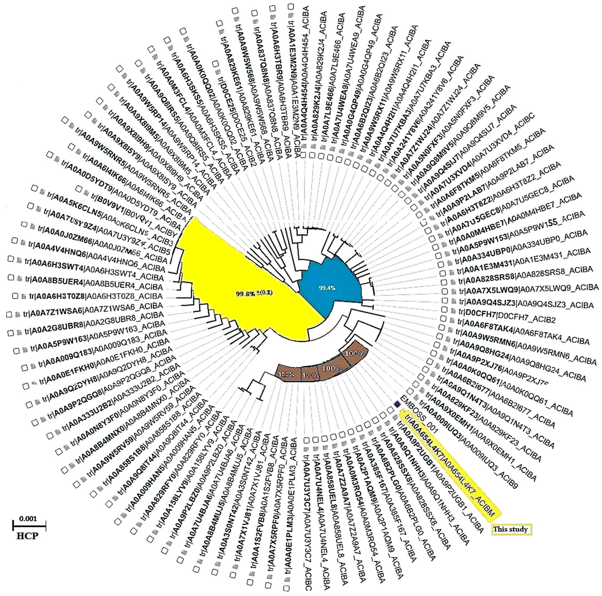 Figure 8: This Illustration shows the phylogenetic tree of the Hcp1 protein from closely related hospital strains of A. baumannii. This analysis delineates the phylogenetic relationships among the Hcp components of the Type VI secretion system (T6SS) in A. baumannii. The dendrogram was constructed utilizing the BioPython 1.58 Align package (https://biopython.org), incorporating the AlignIO and AlignInfo modules. The AlignIO module facilitates the reading and writing of sequence alignments across various formats, while the AlignInfo module provides tools for summarizing and analyzing alignment data. The figure reveals a high degree of identity among the examined strains. Notably, four Hcp1 sequences from A. baumannii strains exhibited 100% identity with the query sequence utilized in this study, while the remaining sequences demonstrated homology exceeding 90%, as determined by the neighbor-joining method.