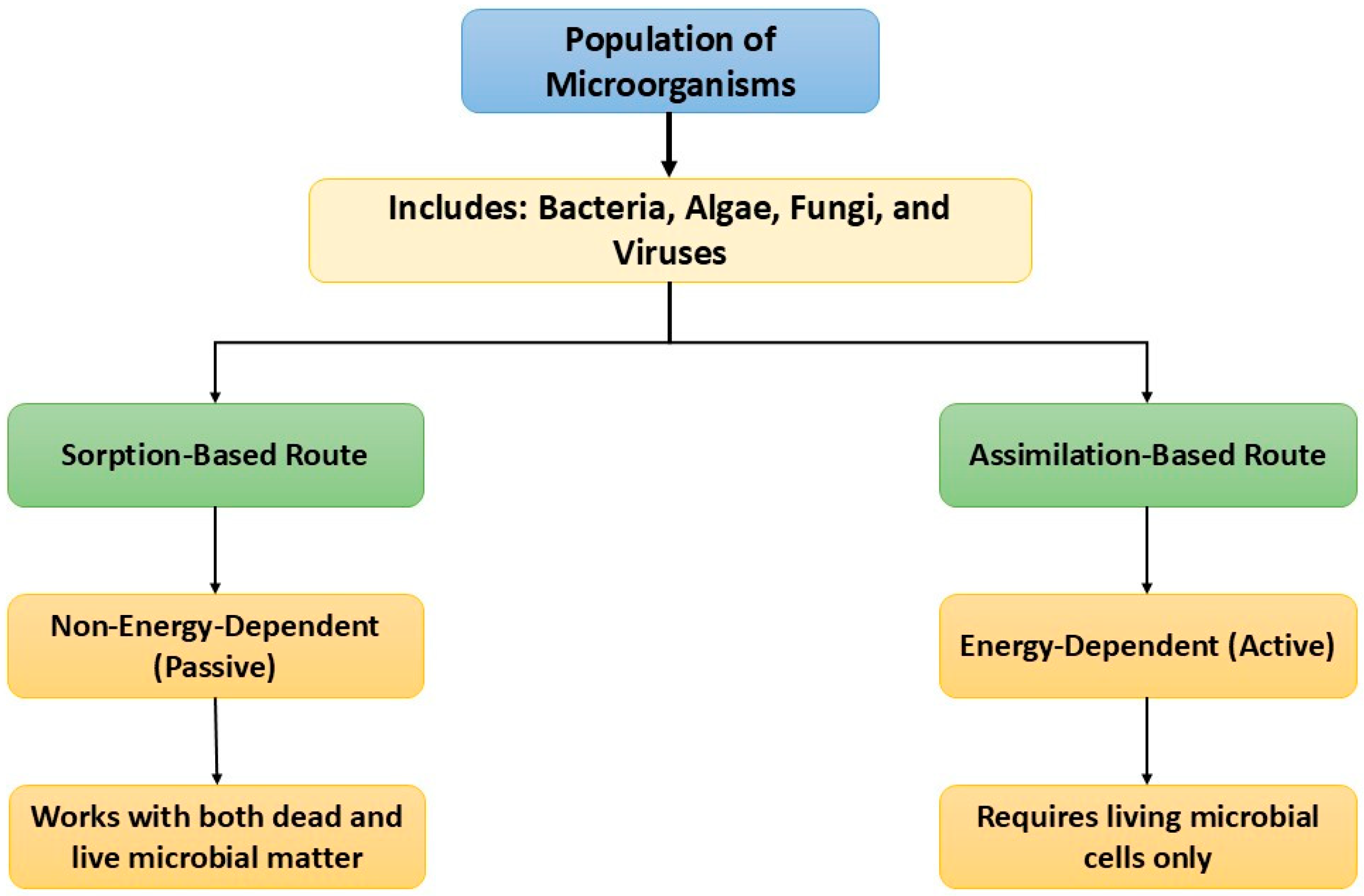Figure 6: Schematic representation of the degradation of wastewater by microbes.