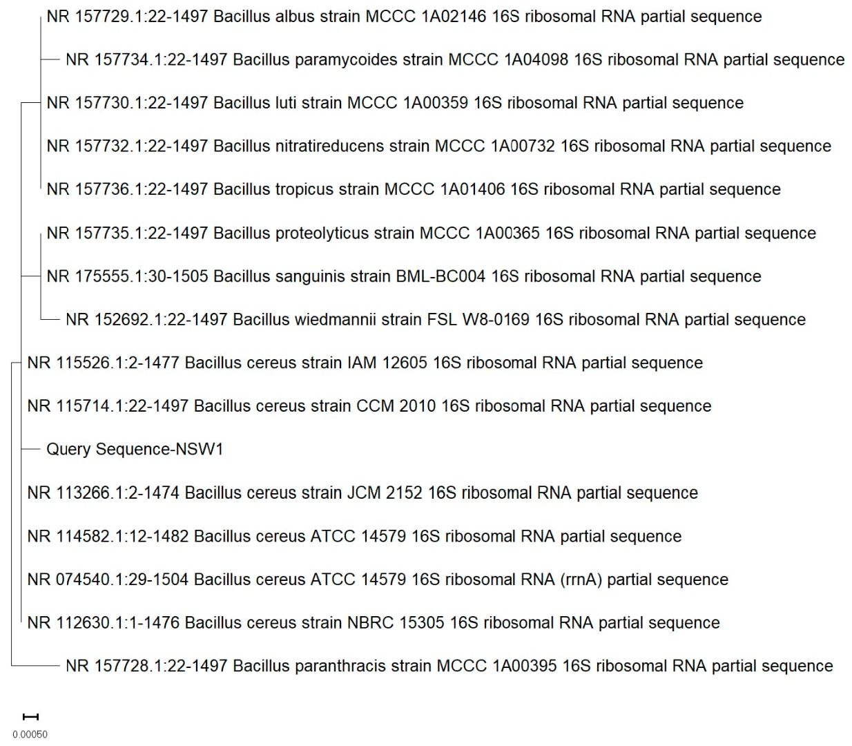 Figure 2: Phylogenetic tree of Direct blue-1 decolorizing bacterial isolate NSW-1.