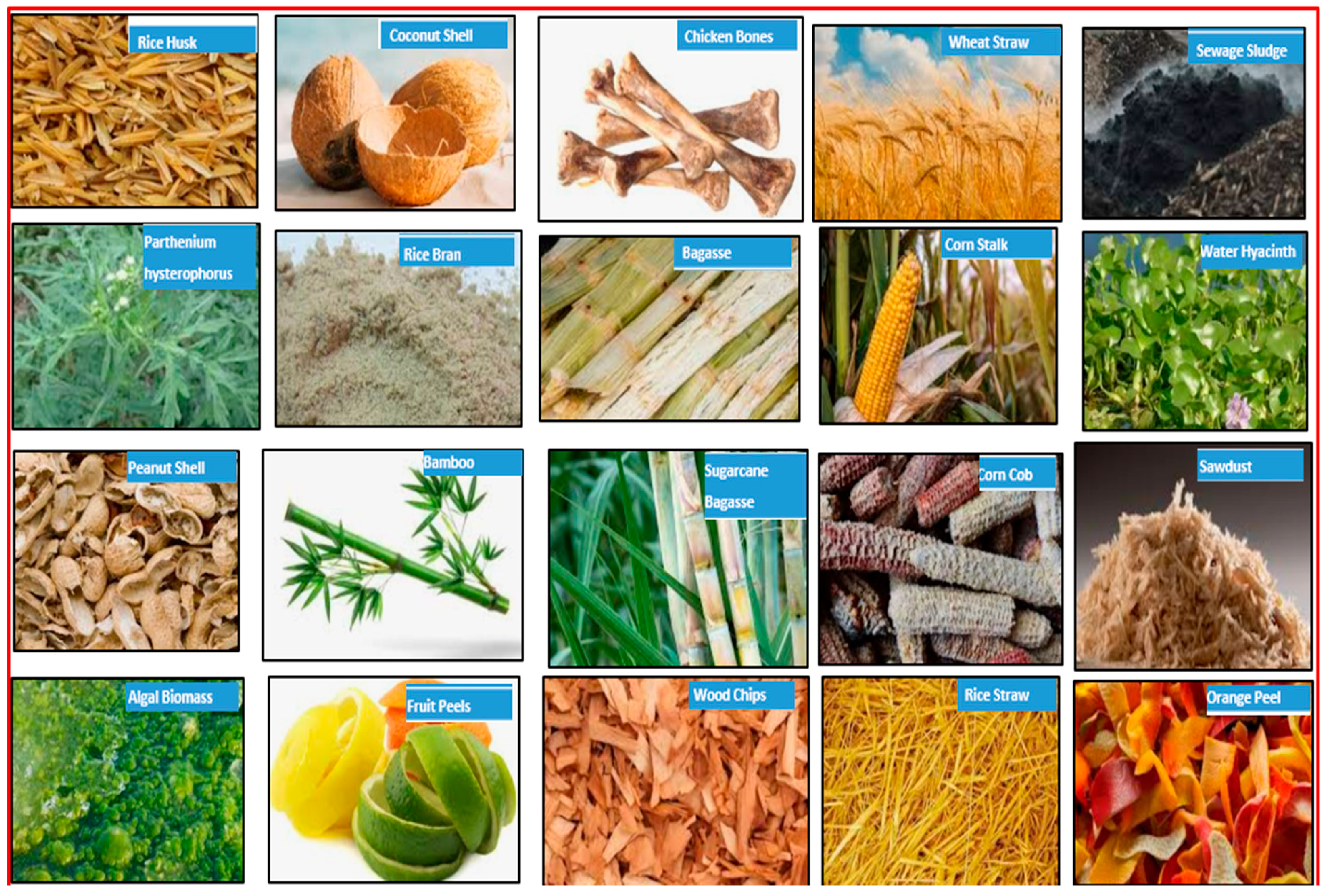 Figure 1: Different biomass is used to prepare biochar and magnetic biochar.